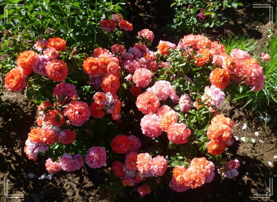 Gebruder Grimm róże rabatowe 